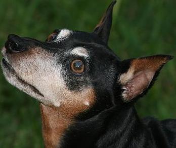 Miniature Pinscher
